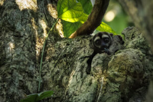 Mon-Night-Monkey-2024_M2A9232-Enhanced-NR-1