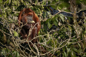 Monkey-Red -Howler-2024_8408-Enhanced-SR