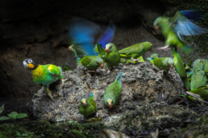 Orange-Cheeked_Parrot-2024_M2A3268-Enhanced-NR-1