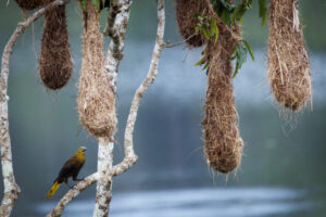 Oropendola-2024_6542-Enhanced-NR-1