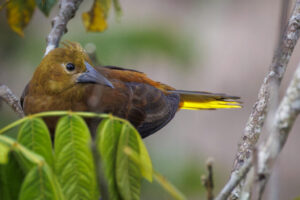 Oropendola-2024_6636-Enhanced-NR-1