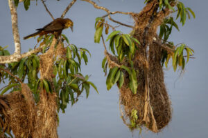 Oropendola-2024_M2A1578-Enhanced-NR-1