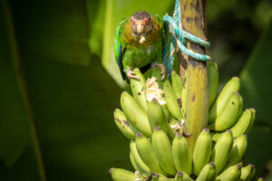 Parrot-2024_5342-1