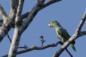 Parrot-2024_M2A0745-Enhanced-SR-1