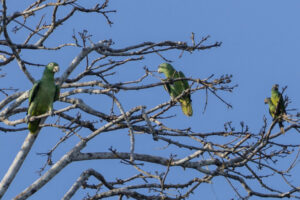 Parrots-2024_M2A0746-1