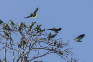 Parrots-2024_M2A6256-1