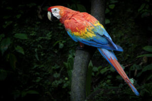 Scarlet-Macaw-2024_M2A0991-Enhanced-NR-1