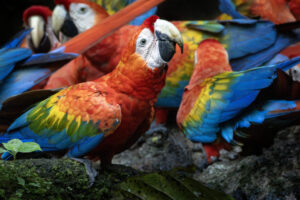 Scarlet-Macaw-2024_M2A1736-Enhanced-NR-1