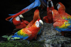 Scarlet-Macaw-2024_M2A2072-Enhanced-NR-1