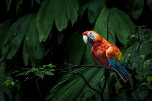 Scarlet-Macaw-2024_M2A2131-Enhanced-NR-1