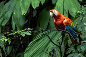Scarlet-Macaw-2024_M2A2176-Enhanced-NR-1