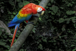 Scarlet-Macaw-2024_M2A2476-Enhanced-NR-1