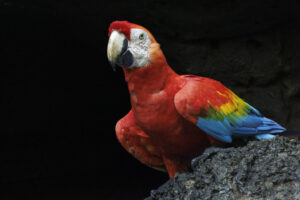 Scarlet-Macaw-2024_M2A2538-Enhanced-NR-1