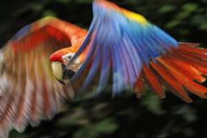 Scarlet-Macaw-2024_M2A4721-Enhanced-NR-1