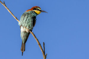 Bee Eater, Doñana National Park, Spain