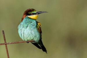 Spain_Bee-Eater-M2A1071-1