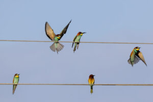 Spain_Bee-Eaters-M2A1083-1