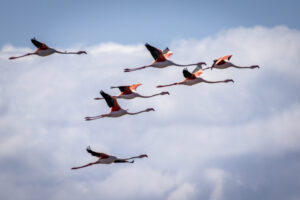 Flamingos in flight, Doñana National Park, Spain