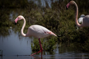 Spain_Flamingo-M2A8907-1