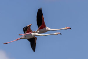 Spain_Flamingos-M2A7716-1