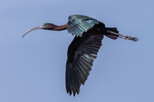 Spain_GLossy-Ibis-M2A3813-Enhanced-NR-1