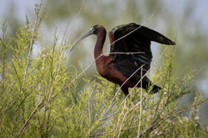 Spain_GLossy-Ibis-M2A4220-1