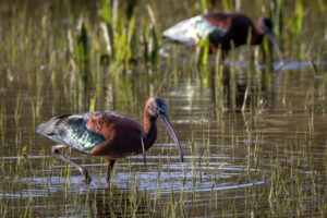 Spain_Glossy-Ibis-M2A0188-Enhanced-NR-1