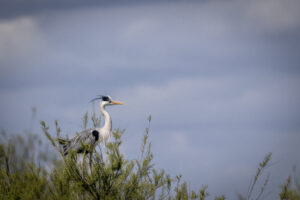 Spain_Gray-Heron-_M2A8254-1