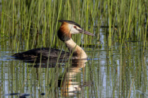 Spain_Grebe-M2A1686-1