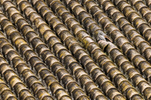 Little Owl blending into roof tiles at Doñana National Park, Spain