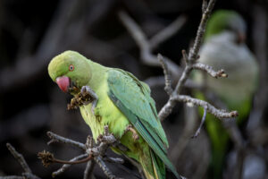 Ring-necked Parakeet, Málaga, Spain