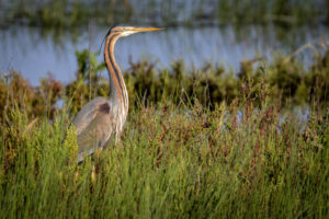 Spain_Purple-Heron-M2A1565-1