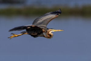 Purple Heron in flight, Doñana National Park, Spain