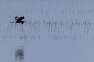 Purple Heron flying over marsh in Doñana National Park, Spain