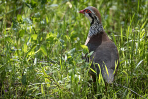 Spain_Red-Legged-Partridge-M2A9405-Enhanced-NR-1