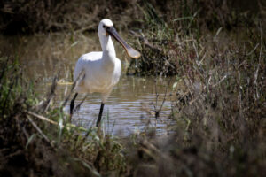 Spain_Spoonbill-M2A9074-1