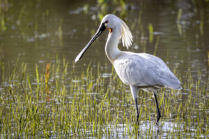 Spoonbill, Doñana National Park, Spain