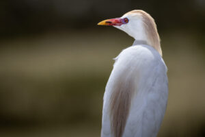Cattle Egret