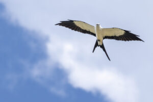 Swallow-Tailed-Kite-2024_M2A6803-Enhanced-NR-1