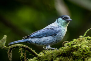 Tan-Black-capped-tanager-2024_0184-Enhanced-NR-1