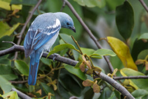 Tan-Blue-Gray-Tanager-2024_6357-Enhanced-NR-1