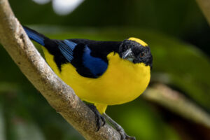 Tan-Blue-Winged-Mountain-2024_1541-Enhanced-NR-1