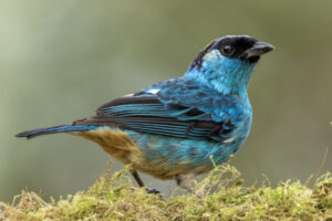 Tan-Golden-Naped-2024_1824-Enhanced-NR-1