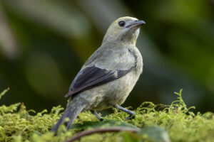 Tan-Palm-Tanager-2024_0391-Enhanced-NR-1