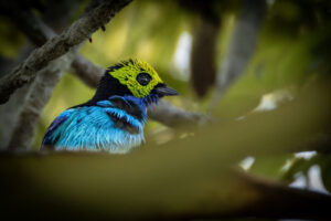 Tan-Paradise-Tanager-2024_8771-Enhanced-NR-1