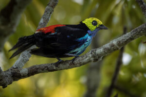 Tan-Paradise-Tanager-2024_8832-Enhanced-NR-1
