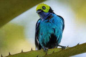 Tan-Paradise-Tanager-2024_8898-Enhanced-NR