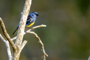 Tan-Turquoise-Tanager-2024_9977-Enhanced-NR