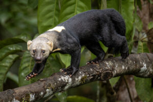 Tayra-2024_5680-Enhanced-NR-1