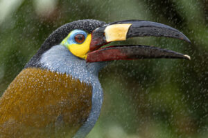 Toucan with water droplets
